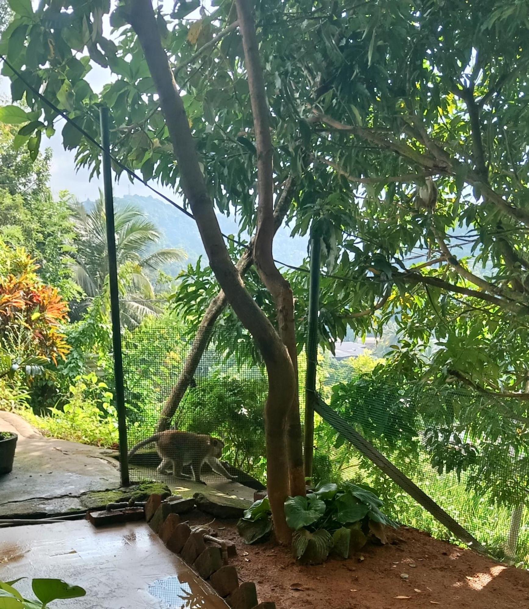 Fly Infinity - Home Stay Kandy Exteriér fotografie